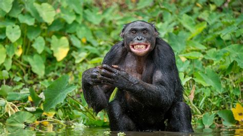 what animals masturbate|Primates have been masturbating for at least 40 .